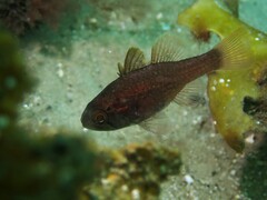 Vincentia novaehollandiae