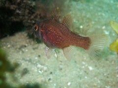 Vincentia novaehollandiae
