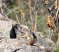 Ammospermophilus harrisii