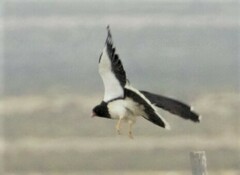 Daptrius megalopterus