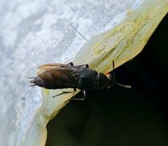Creophilus oculatus