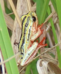 Hyperolius marmoratus taeniatus