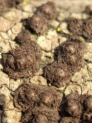 Rosellinia corticium