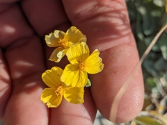 Psilostrophe tagetina