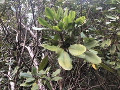 Cheirodendron trigynum