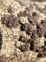 Rosellinia corticium