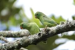Forpus conspicillatus