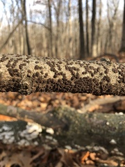 Rosellinia corticium