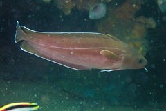 Lotella rhacina