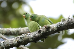 Forpus conspicillatus
