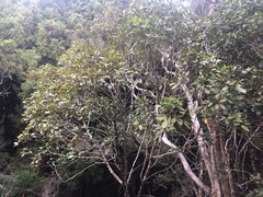 Cheirodendron trigynum