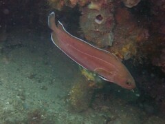 Lotella rhacina