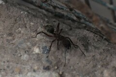 Dolichoderus decollatus