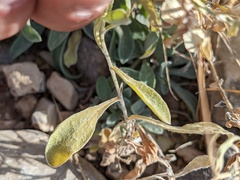 Psilostrophe tagetina