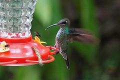 Heliodoxa leadbeateri