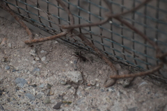 Dolichoderus decollatus