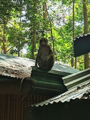 Macaca fascicularis philippensis