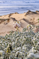 Astragalus anemophilus