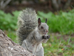Sciurus stramineus
