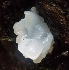 Tremella fuciformis