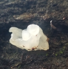 Tremella fuciformis
