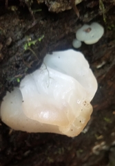 Tremella fuciformis