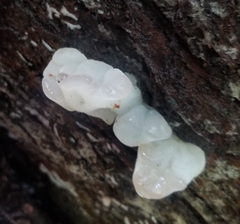 Tremella fuciformis