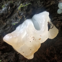 Tremella fuciformis