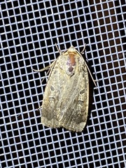 Abagrotis alternata