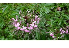 Cleome houtteana