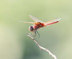 Urothemis assignata