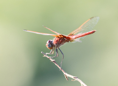 Urothemis assignata