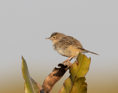 Cisticola cherina