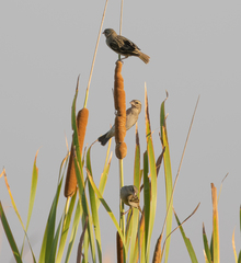 Foudia madagascariensis