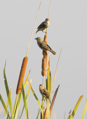 Foudia madagascariensis