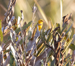 Foudia madagascariensis