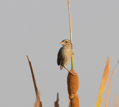 Foudia madagascariensis