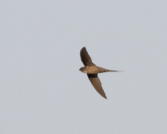 Cypsiurus gracilis