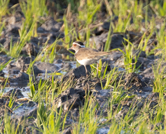 Charadrius tricollaris