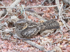 Caprimulgus madagascariensis