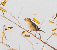 Foudia madagascariensis