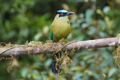 Momotus aequatorialis