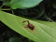 Cycnotrachelus flavotuberosus