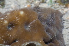 Membranobalanus longirostrum