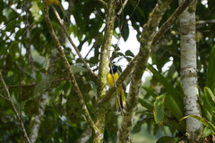 Cyanocorax yncas yncas