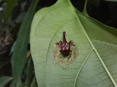 Cycnotrachelus flavotuberosus