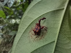 Cycnotrachelus flavotuberosus