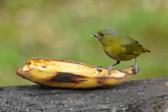 Euphonia