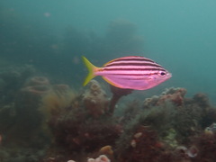 Atypichthys strigatus