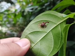 Cycnotrachelus flavotuberosus